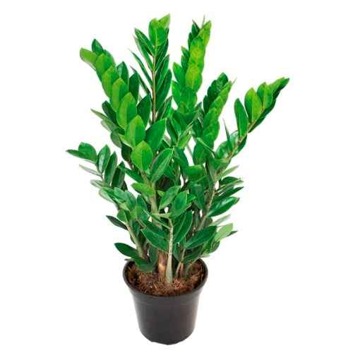 Zamioculcas Zamiifolia Plant - Zanzibar Gem Indoor Plant for Easy Care and Stylish Decor
