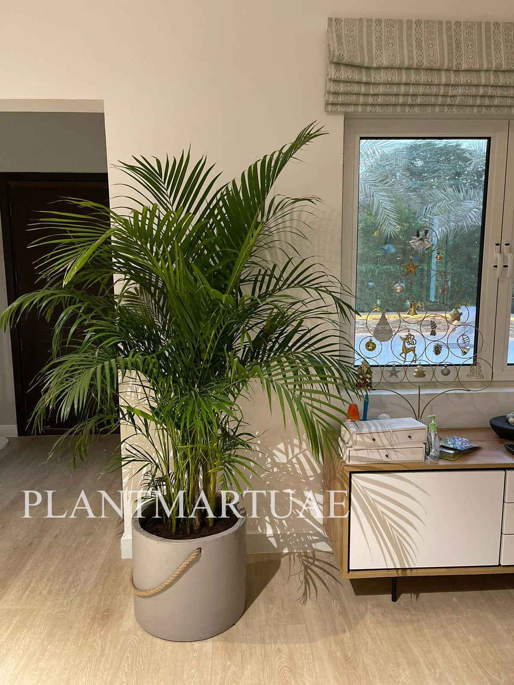 Areca Palm XXL 2.3mtr-2.5.mtr