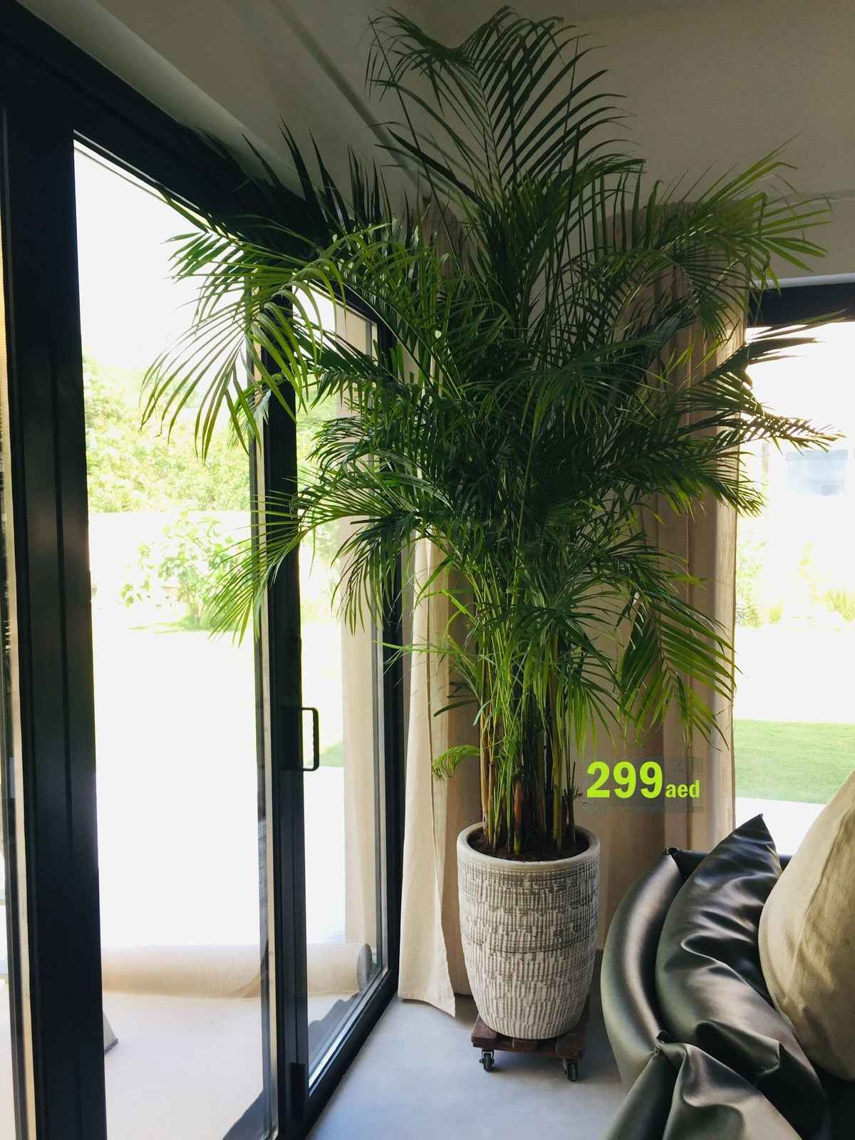Areca Palm XXL 2.3mtr-2.5.mtr