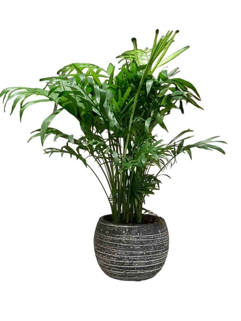 Bamboo Palm/ Parlor Palm/ Chamaedorea Elegans 35cm in FIBER-CEMENT Pot