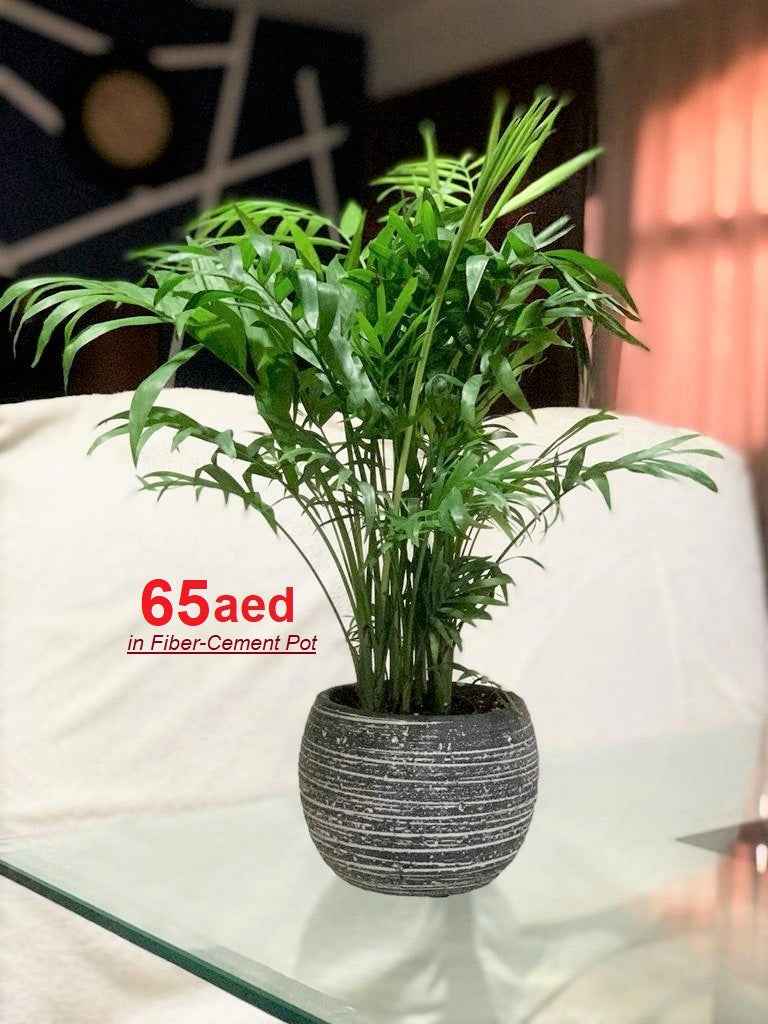 Bamboo Palm/ Parlor Palm/ Chamaedorea Elegans 35cm in FIBER-CEMENT Pot