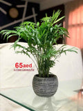 Bamboo Palm/ Parlor Palm/ Chamaedorea Elegans 35cm in FIBER-CEMENT Pot