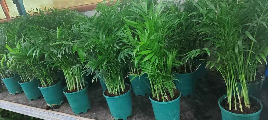 Chamaedorea Elegans Indoor Plant 25cm-30cm - Elegant Parlour Palm for Home Decor