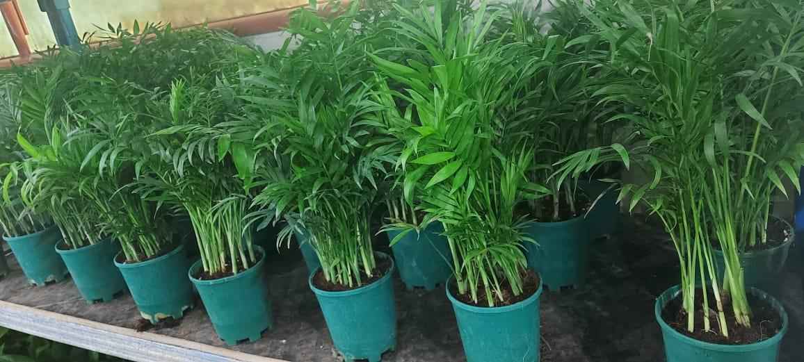 Chamaedorea Elegans Indoor Plant 25cm-30cm - Elegant Parlour Palm for Home Decor