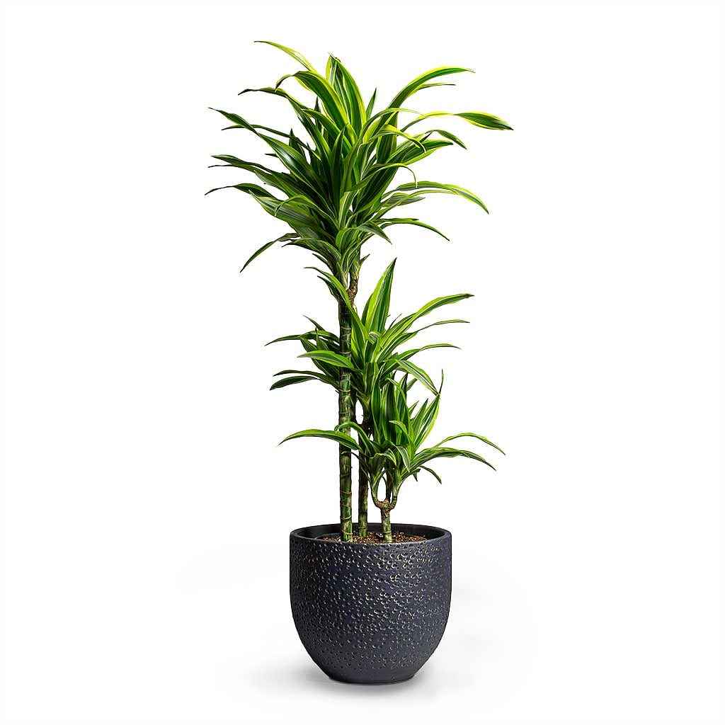 Dracaena Lemon Lime Plant 110cm-120cm | Dracaena Fragrans Indoor Plant