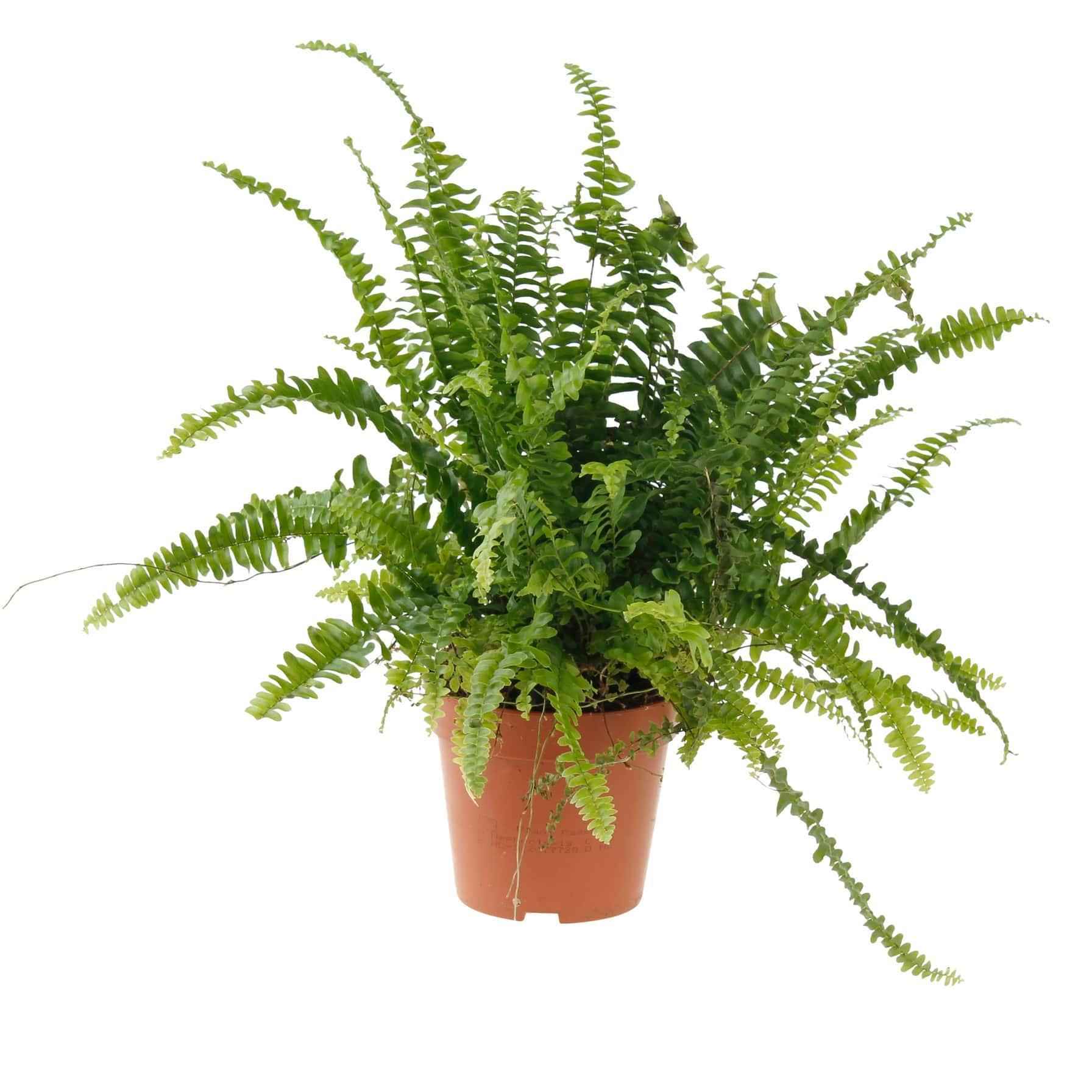 Boston Fern Indoor Plant in Ceramic Pot | Nephrolepis exaltata “Green Lady” | Best Online Store at PlantMartAE.com