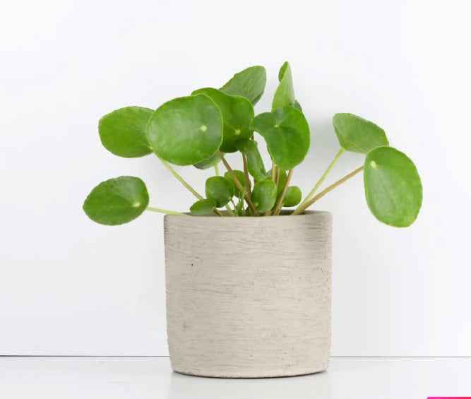 Pilea Peperomioides - Chinese Money Plant
