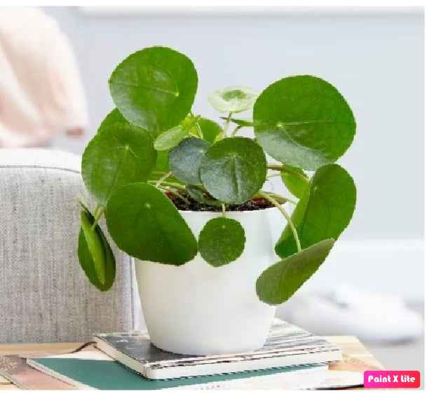 Pilea Peperomioides - Chinese Money Plant