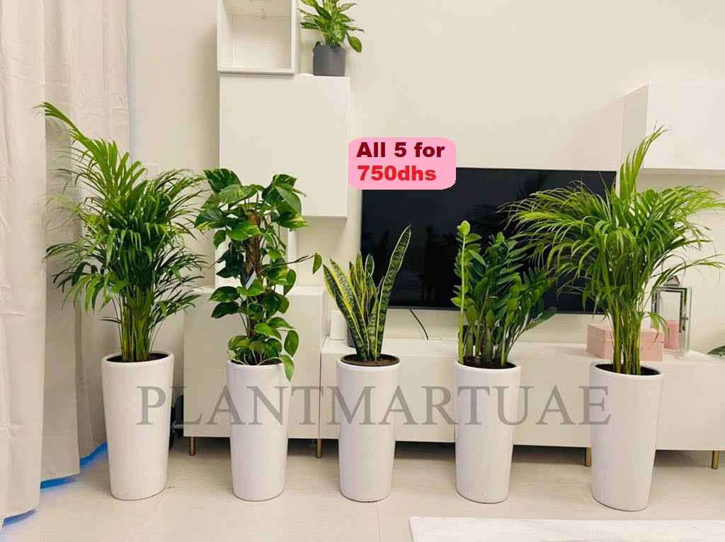 5 Potted Indoor plants | CERAMIC Pots