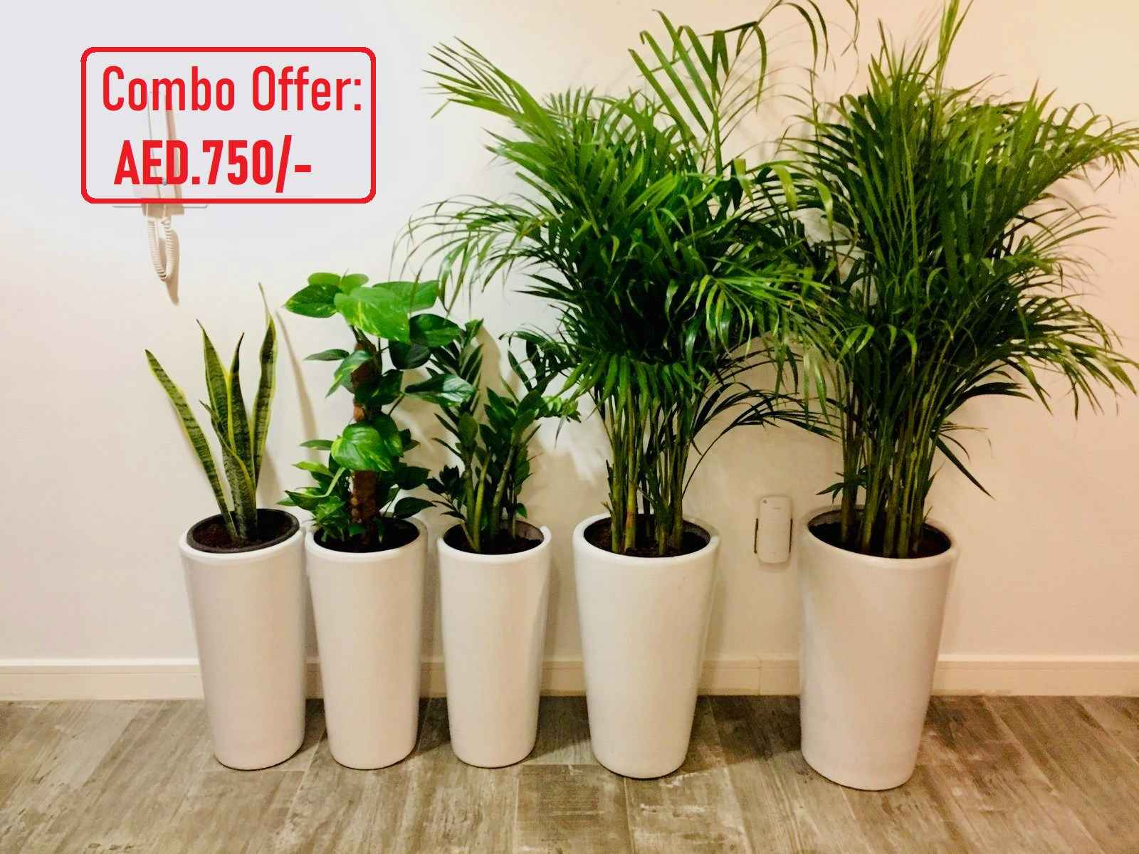 5 Potted Indoor plants | CERAMIC Pots