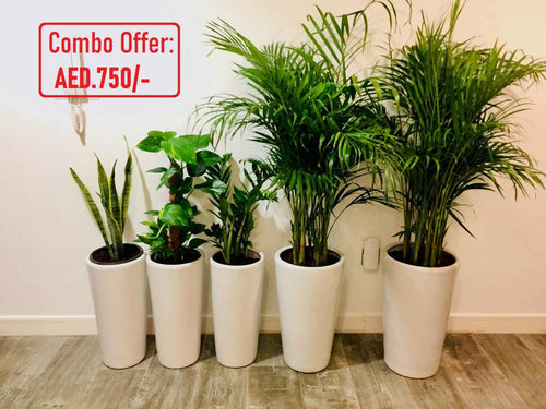 5 Potted Indoor plants | CERAMIC Pots