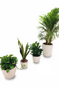 Air Purifying Plants Combo - Set of 4 Indoor Plants in Ceramic Pots