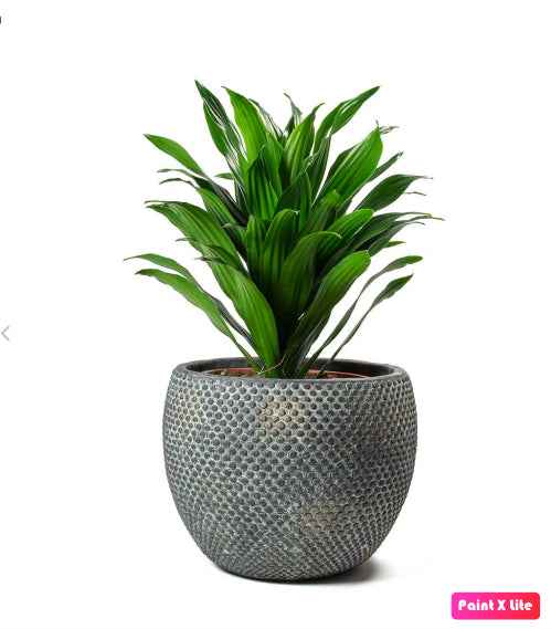 Dracaena Compacta Indoor Plant - 25cm Perfect for Your Home
