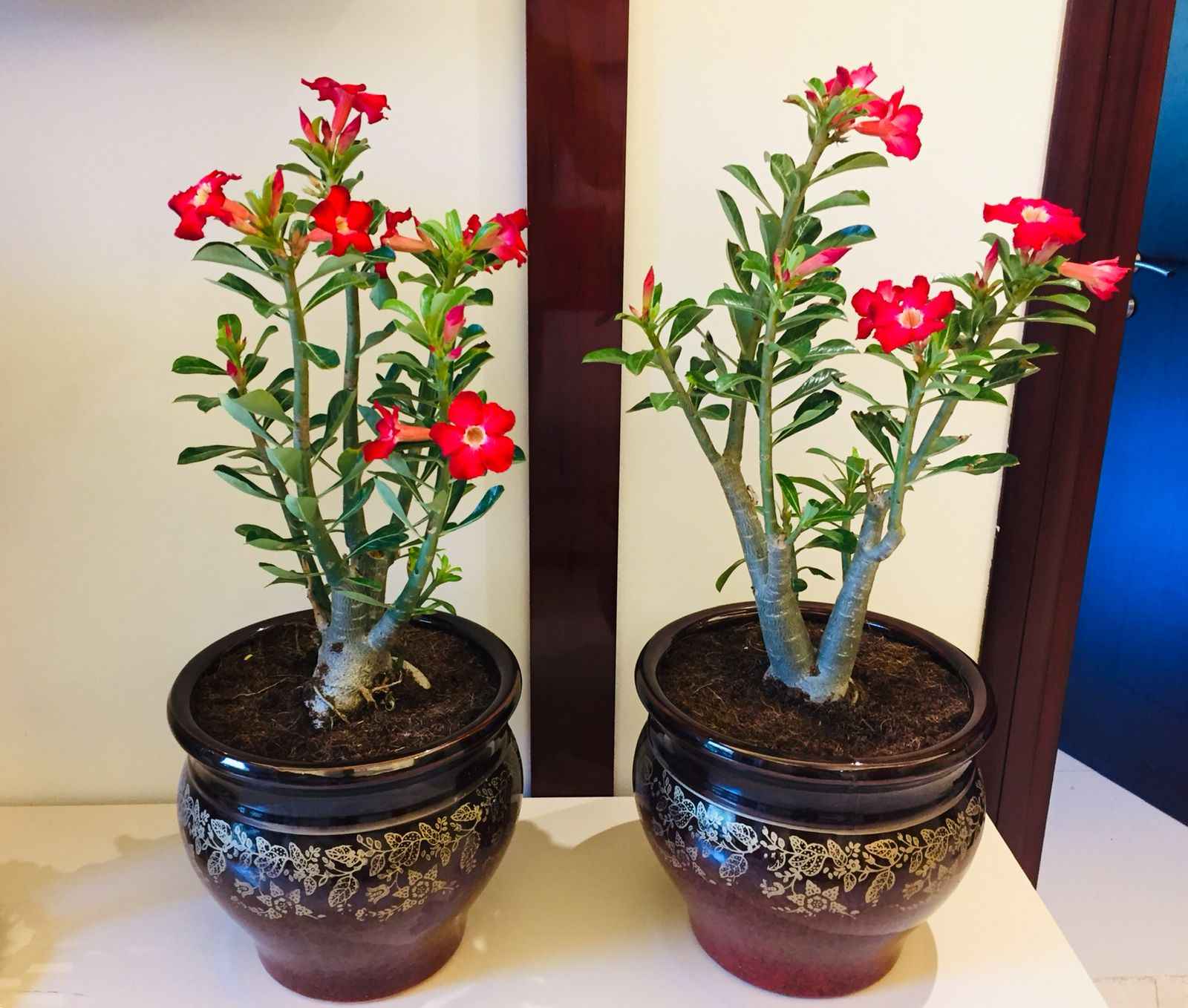 2pcs Large Potted Adenium Obesum Desert Rose - Ceramic Pot Set