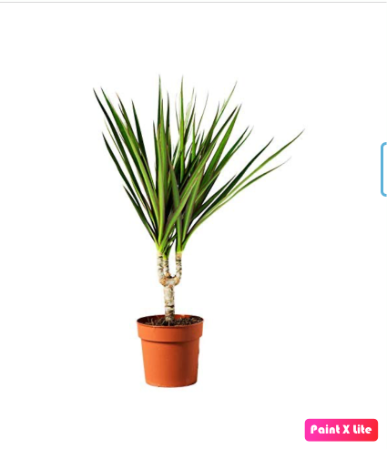 Dracaena Marginata 2pps 80cm - 100cm | indoor plant | Crimson Dragon Tree | Best Online Plant Shop | PlantMartUAE.com