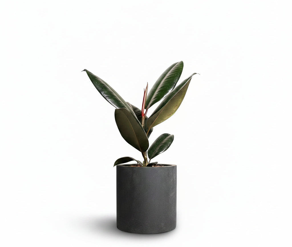 Ficus elastica Abidjan - Burgundy Rubber Plant 30-40cm