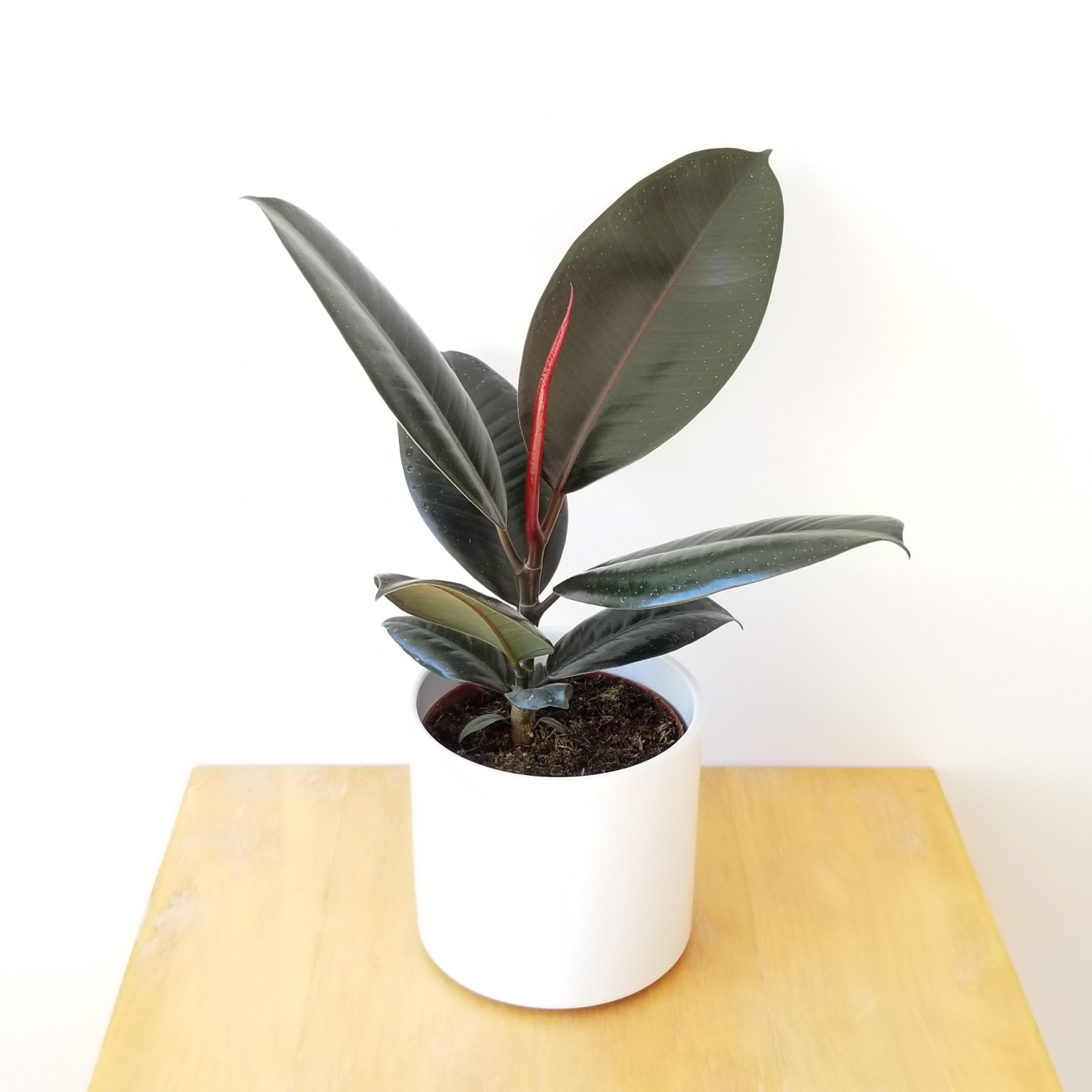 Ficus elastica Abidjan - Burgundy Rubber Plant 30-40cm
