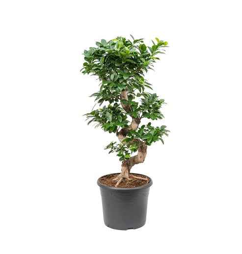 Ficus Microcarpa Bonsai Plant - S-Shape Indoor Decor for Your Home