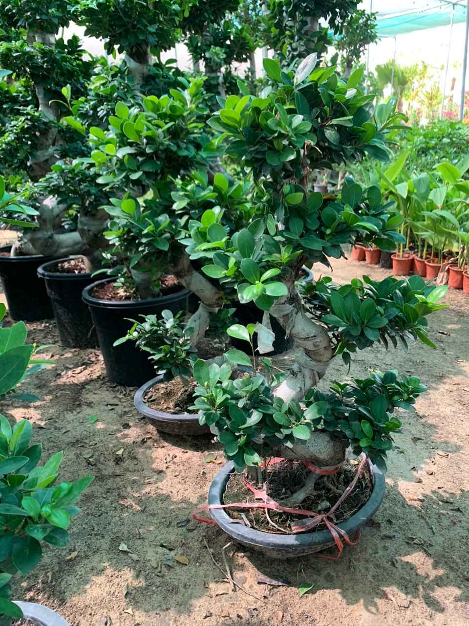 Ficus Microcarpa Bonsai Plant - S-Shape Indoor Decor for Your Home