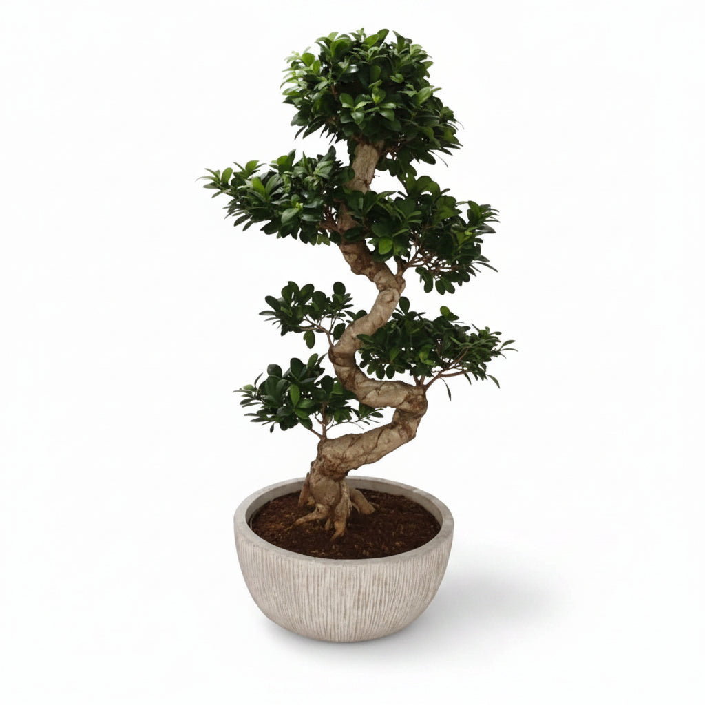 Ficus Microcarpa Bonsai Plant - S-Shape Indoor Decor for Your Home