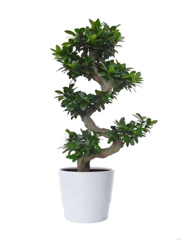 Ficus Microcarpa Bonsai Plant - S-Shape Indoor Decor for Your Home