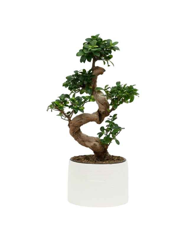 Ficus Microcarpa Bonsai Plant - S-Shape Indoor Decor for Your Home