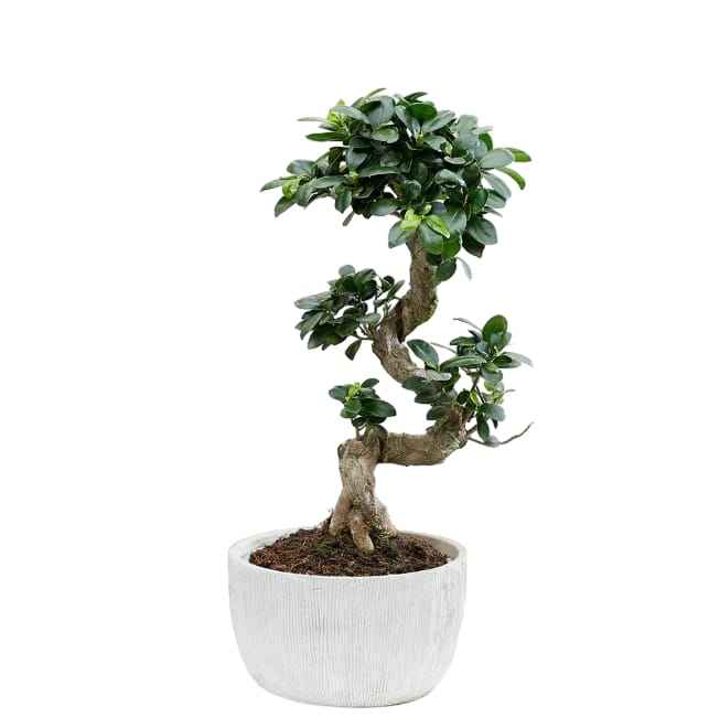 Ficus Microcarpa Bonsai Plant - S-Shape Indoor Decor for Your Home