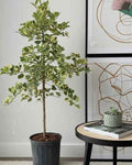Ficus triangularis veriegated 40cm