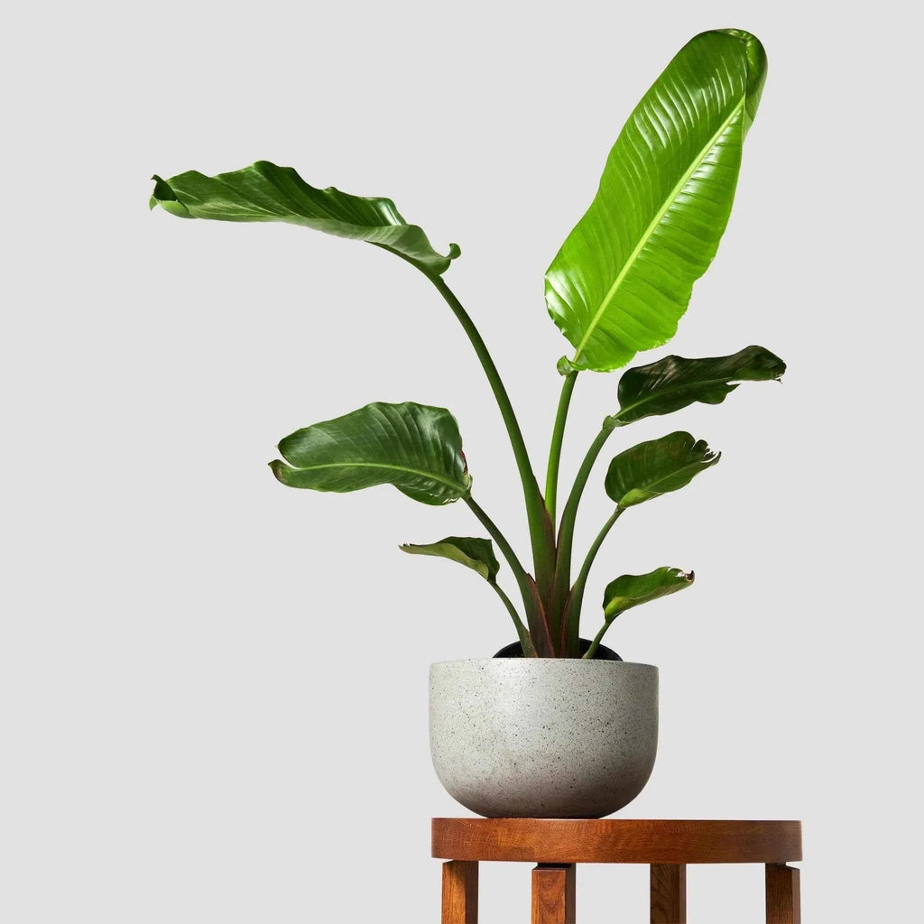 Strelitzia Nicolai: Giant Bird of Paradise