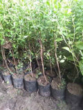 Henna Plant - 0.8 to 1.0m Tall - Natural Mehendi Dye