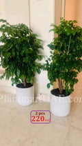 Potted Combo: China Doll in Ceramic pot. 240dhs