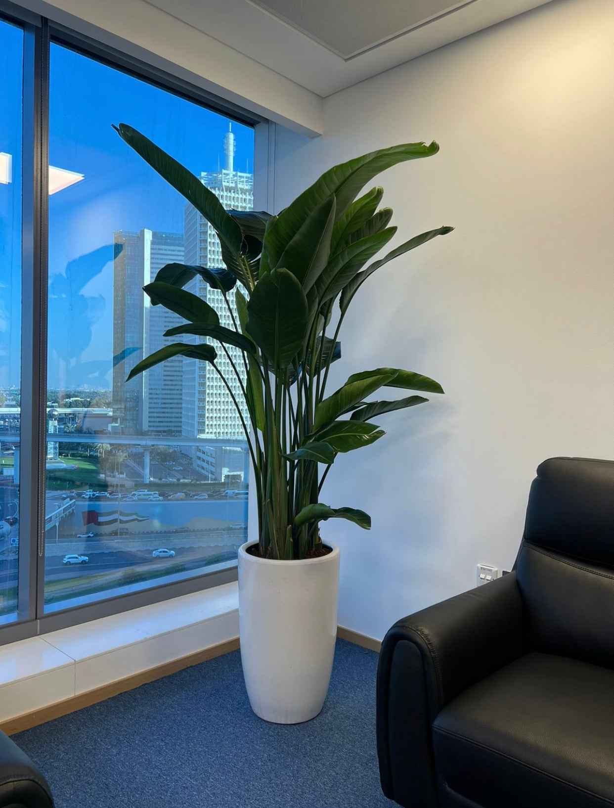 Bird Of Paradise XXL (180cm-190cm)