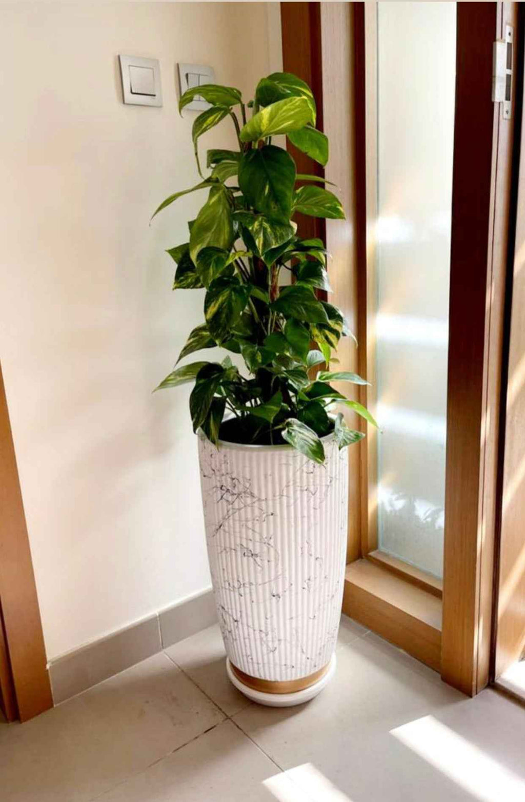 money plant (Holland) in Marble/Gold design Ceramic pot