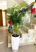 Areca Palm in Marble/Gold Ceramic Pot