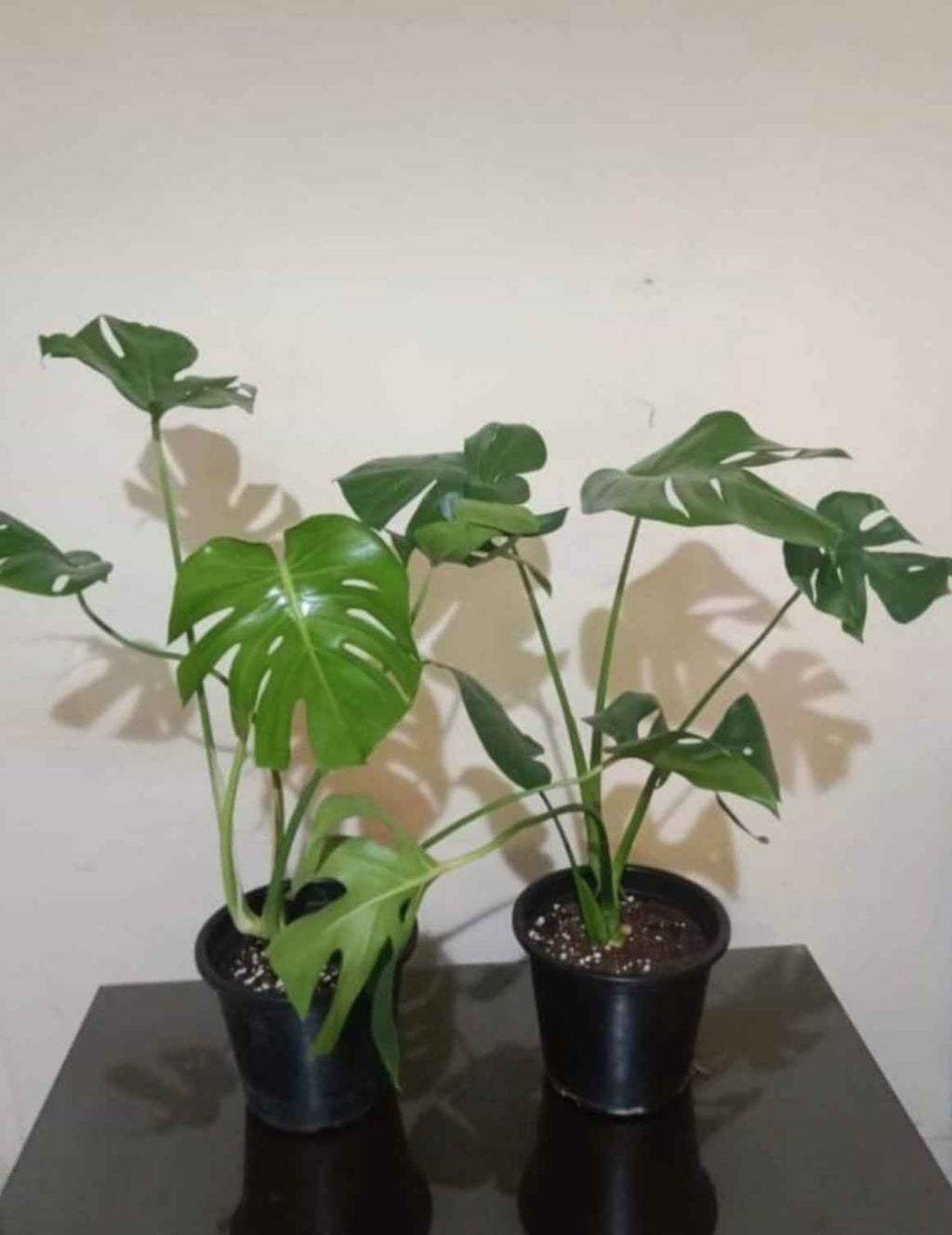 Potted Monstera Deliciosa (Swiss Cheese Plant) 60cm-70cm in Ceramic Pot | Split-leaf Philodendron | Mexican Breadfruit | Ceriman | Indoor House Plant