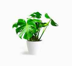 Monstera Deliciosa / Swiss cheese Plant  Ceriman, Swiss Cheese Plant, Monstera, Mexican Breadfruit, Delicious Monster, Split-leaf philodendron