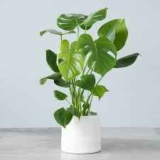 Monstera Deliciosa / Swiss cheese Plant  Ceriman, Swiss Cheese Plant, Monstera, Mexican Breadfruit, Delicious Monster, Split-leaf philodendron