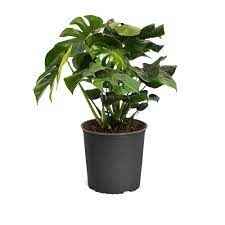 Monstera Deliciosa / Swiss cheese Plant  Ceriman, Swiss Cheese Plant, Monstera, Mexican Breadfruit, Delicious Monster, Split-leaf philodendron