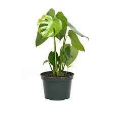 Monstera Deliciosa / Swiss cheese Plant  Ceriman, Swiss Cheese Plant, Monstera, Mexican Breadfruit, Delicious Monster, Split-leaf philodendron