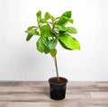 Terminalia catappa "Indian Almond Tree" شجرة اللوز الهندية