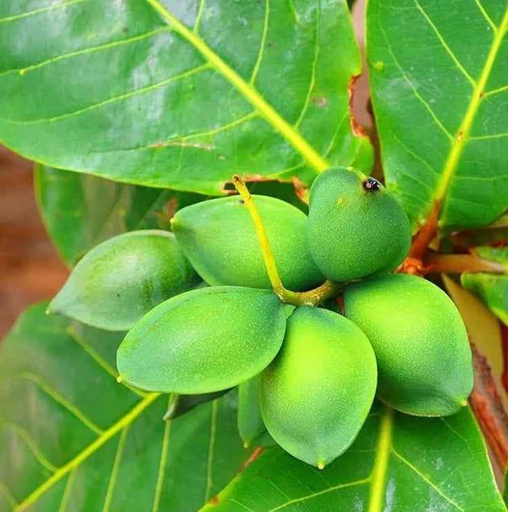 Terminalia catappa "Indian Almond Tree" شجرة اللوز الهندية