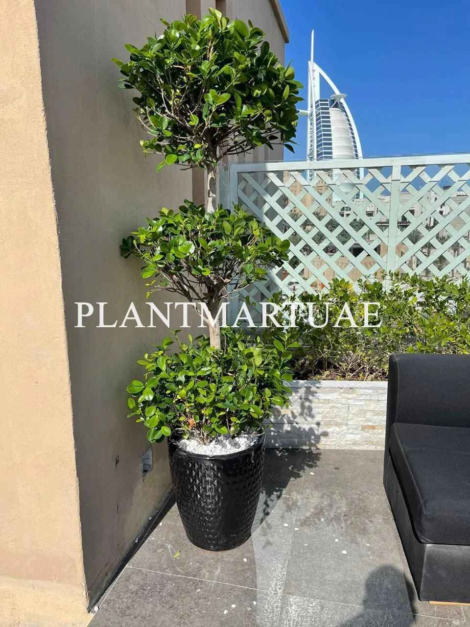 Potted Ficus Panda XL 2mtr 3head - Ceramic Pot for Outdoor Plant