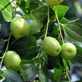 jujube Tree 1.8Mtr - 2Mtr