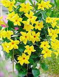 Mandevilla Vine Creeper Plant 1mtr