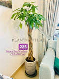 Money Tree/Pachira twisted CERAMIC pot