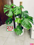 Monstera Deliciosa / Swiss cheese Plant  Ceriman, Swiss Cheese Plant, Monstera, Mexican Breadfruit, Delicious Monster, Split-leaf philodendron