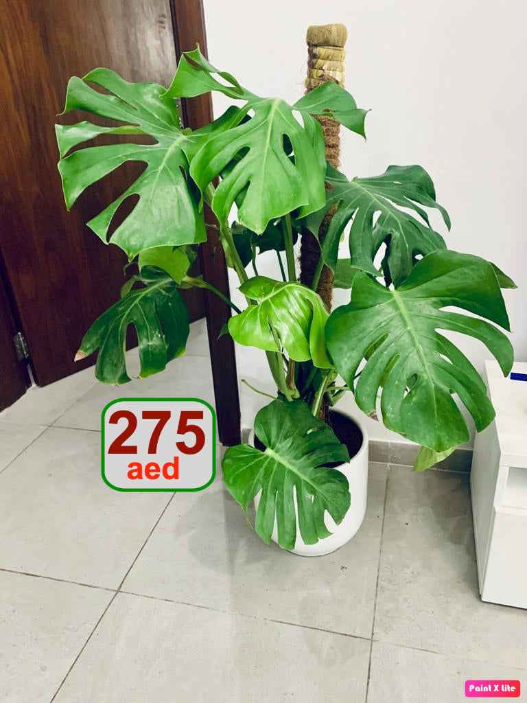 Monstera Deliciosa / Swiss cheese Plant  Ceriman, Swiss Cheese Plant, Monstera, Mexican Breadfruit, Delicious Monster, Split-leaf philodendron