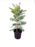 Neem Tree (Azadirachta Indica)