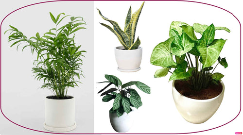 4 Potted Indoor Plants in Ceramic pots