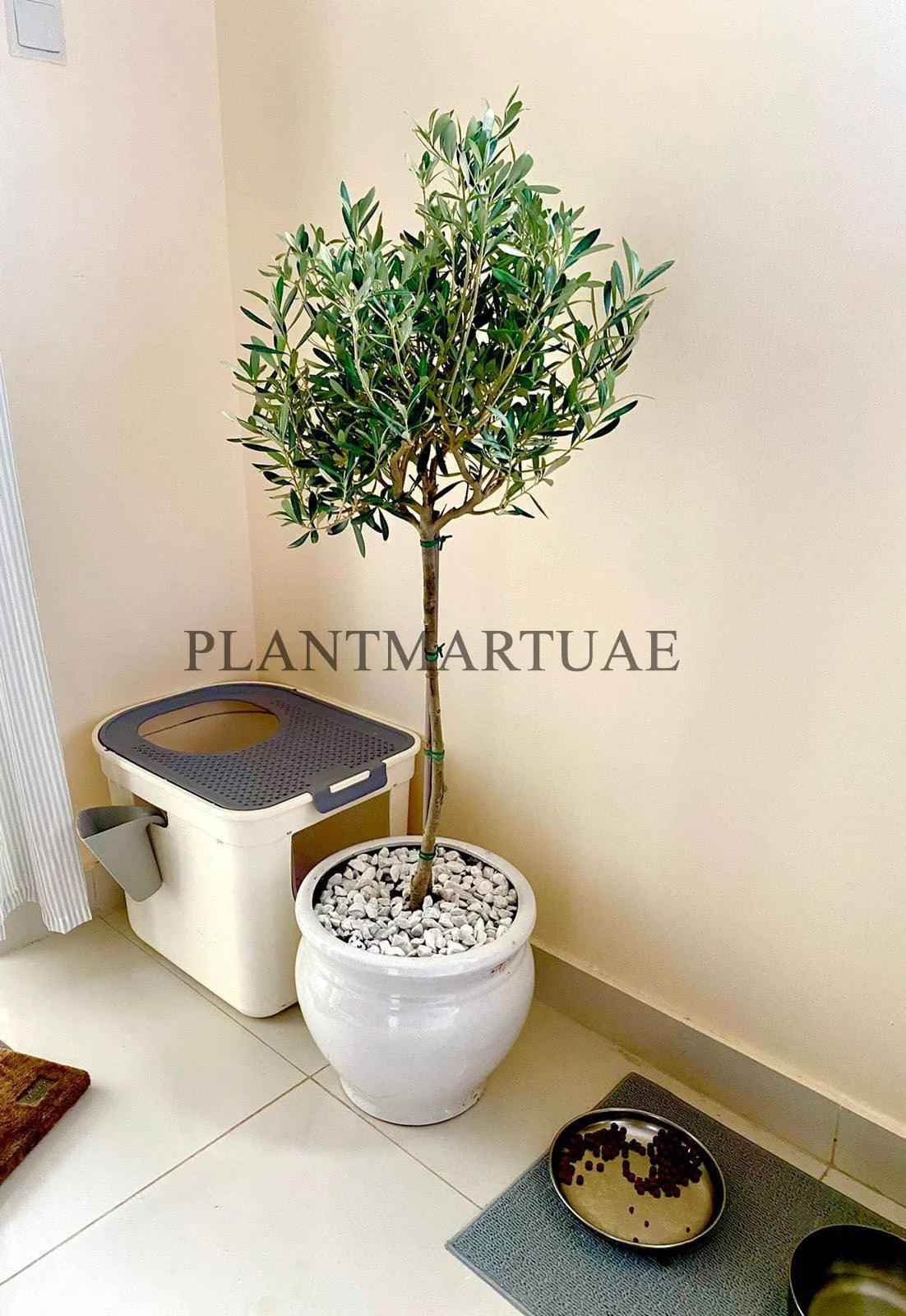 Olive Tree Indoor Plant Potted 160cm-170cm in Ceramic Pot - Perfect for Indoor Decor